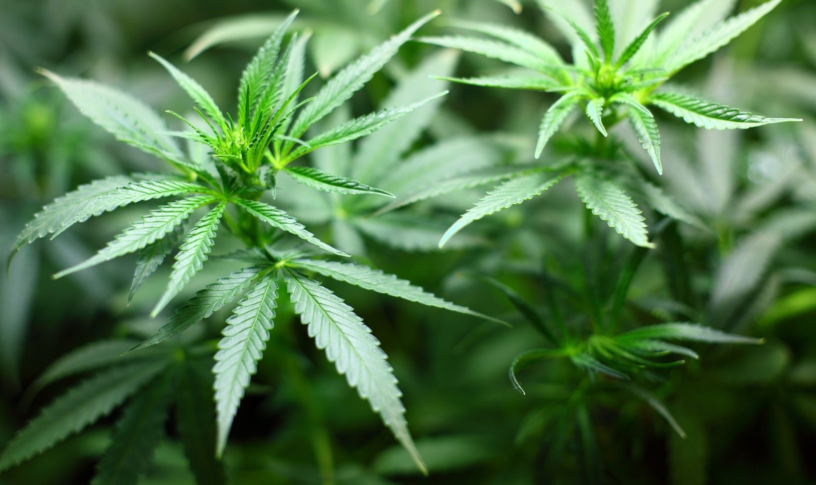 My-Swiss Cannabis en Suisse