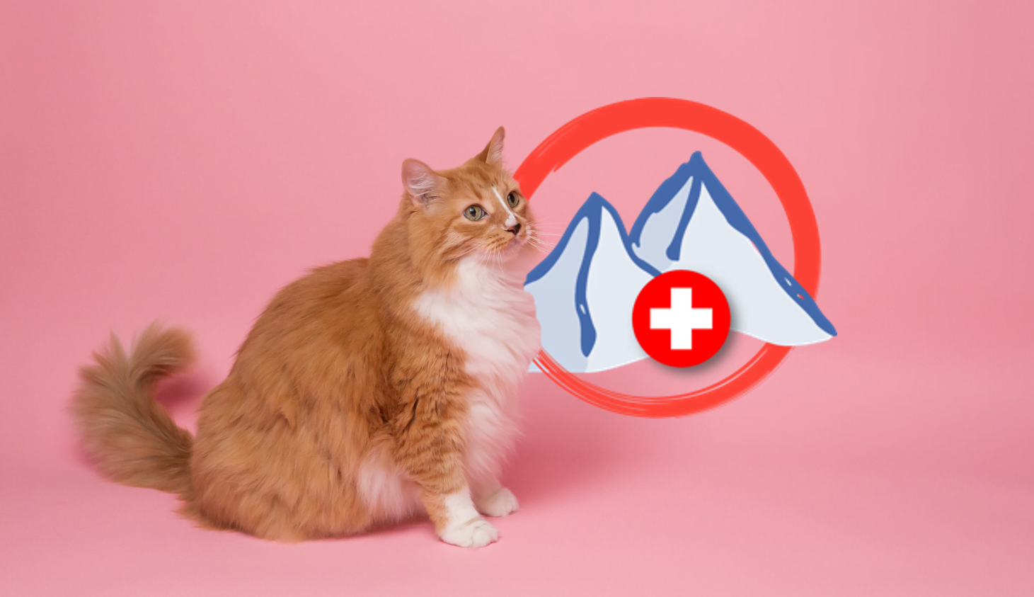 My-Swiss Importation animal Suisse